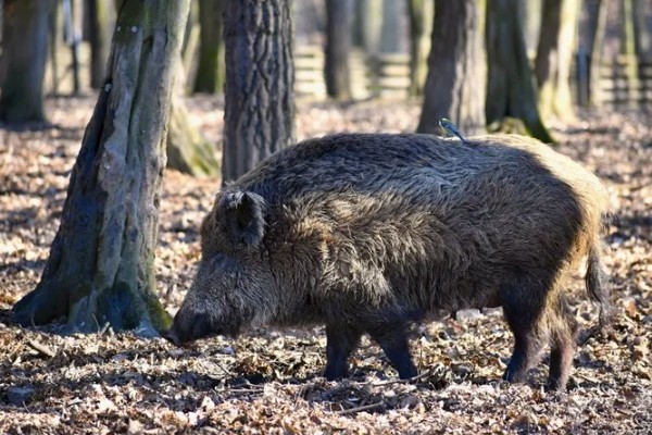 家猪放养会不会变成野猪，通常不会变成野猪