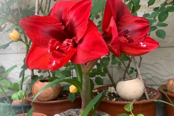 朱顶红的花语，寓意渴望被爱、勇敢追求爱等