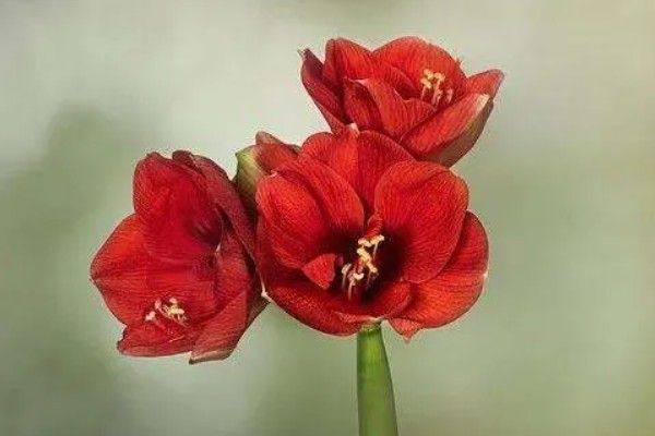 朱顶红的花语，寓意渴望被爱、勇敢追求爱等