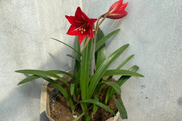 朱顶红的花语，寓意渴望被爱、勇敢追求爱等