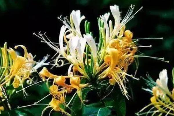 金银花如何判断死了，表现为叶色发黄脱落