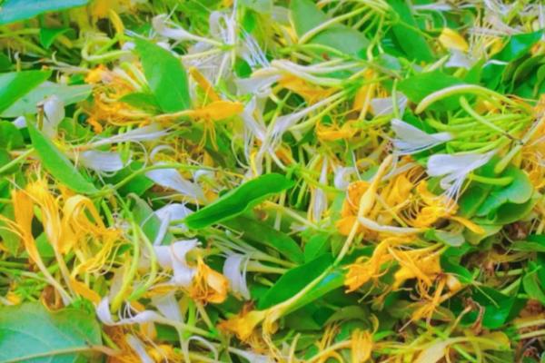 金银花如何判断死了，表现为叶色发黄脱落