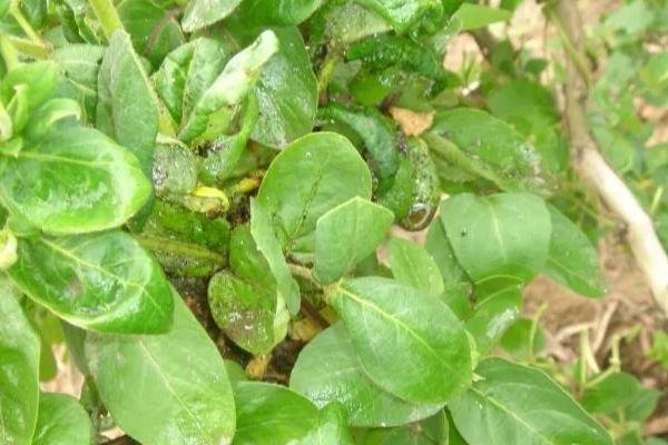 金银花如何判断死了，表现为叶色发黄脱落