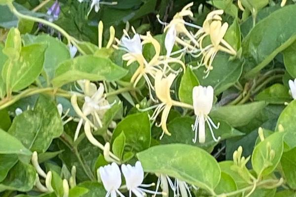 金银花如何判断死了，表现为叶色发黄脱落