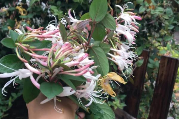 金银花如何判断死了，表现为叶色发黄脱落