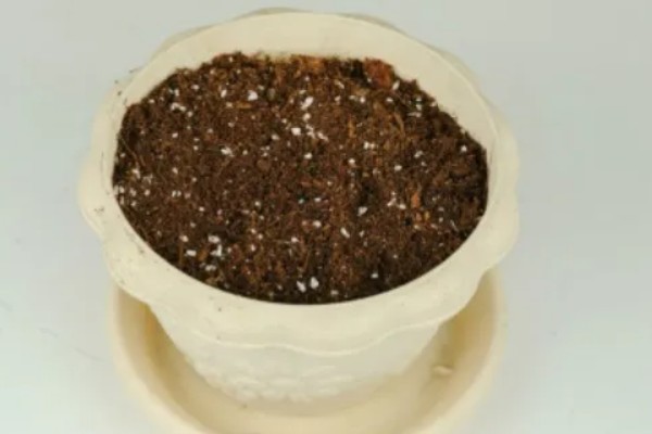 怎么养蜡菊盆栽，生长适温在15-25℃