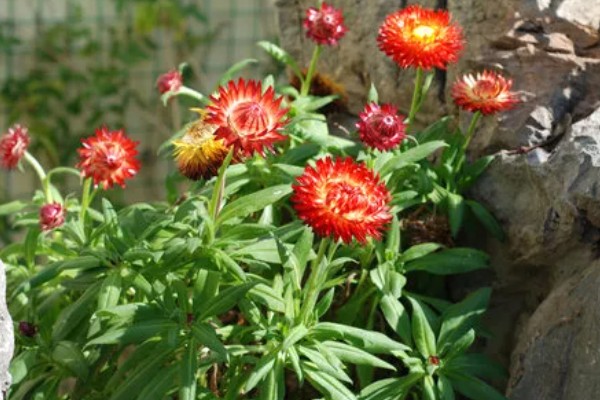 怎么养蜡菊盆栽，生长适温在15-25℃