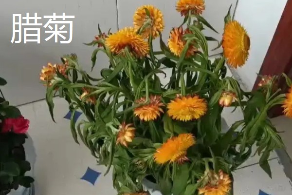 怎么养蜡菊盆栽，生长适温在15-25℃