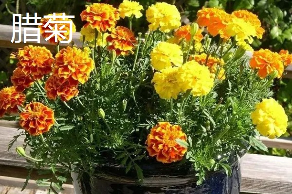 怎么养蜡菊盆栽，生长适温在15-25℃