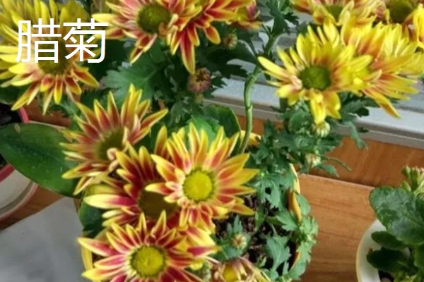 怎么养蜡菊盆栽，生长适温在15-25℃