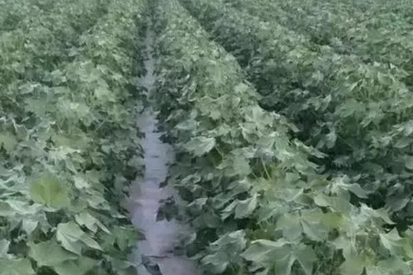 棉花吐絮遇雨如何处理，排出积水可避免出现涝害