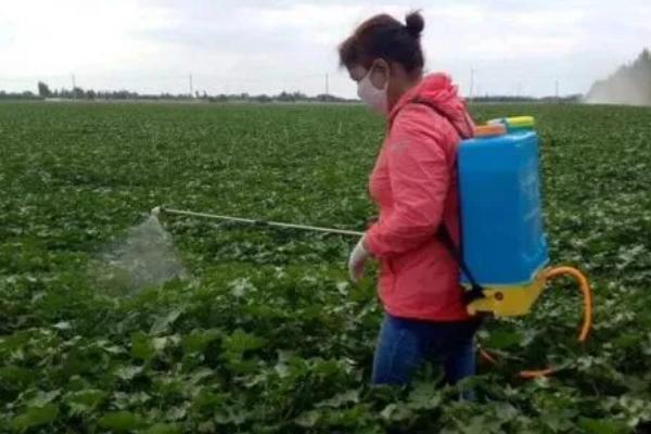 棉花吐絮遇雨如何处理，排出积水可避免出现涝害