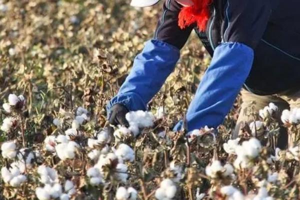 棉花吐絮遇雨如何处理，排出积水可避免出现涝害