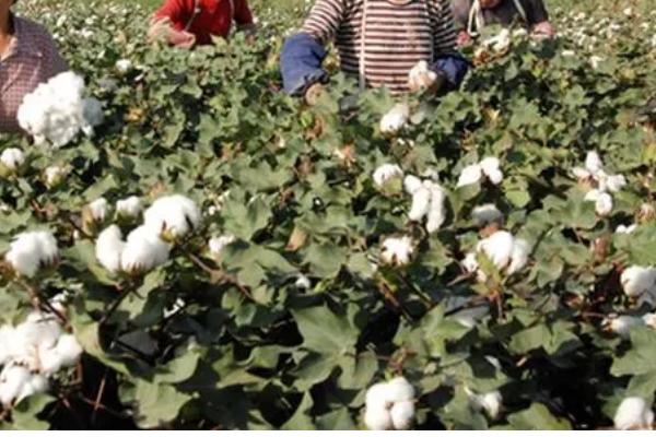 棉花吐絮遇雨如何处理，排出积水可避免出现涝害