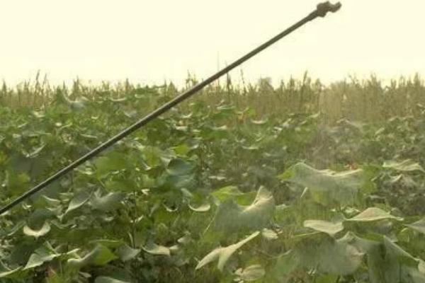 棉花吐絮遇雨如何处理，排出积水可避免出现涝害