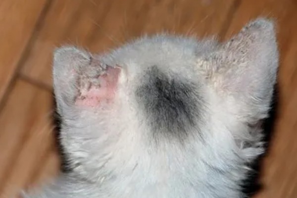 猫咪得了皮肤病要剃毛吗，感染面积不大只需把附近的毛发剪短