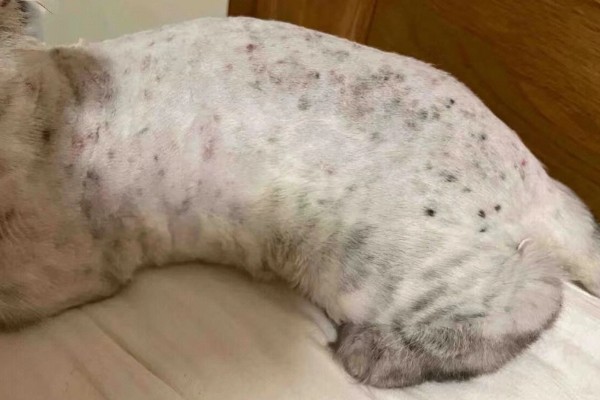 猫咪得了皮肤病要剃毛吗，感染面积不大只需把附近的毛发剪短