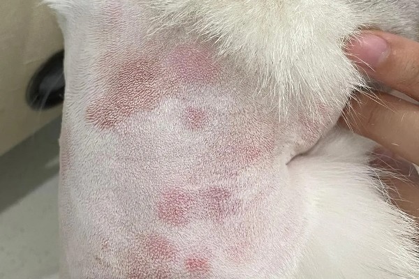 猫咪得了皮肤病要剃毛吗，感染面积不大只需把附近的毛发剪短