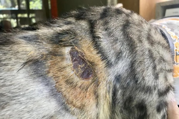 猫咪得了皮肤病要剃毛吗，感染面积不大只需把附近的毛发剪短
