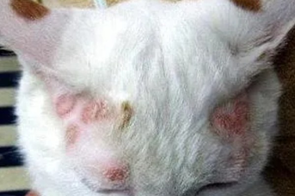 猫咪得了皮肤病要剃毛吗，感染面积不大只需把附近的毛发剪短