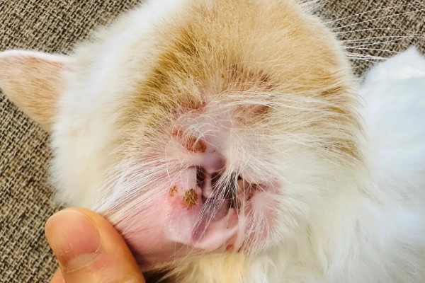 猫咪得了皮肤病要剃毛吗，感染面积不大只需把附近的毛发剪短
