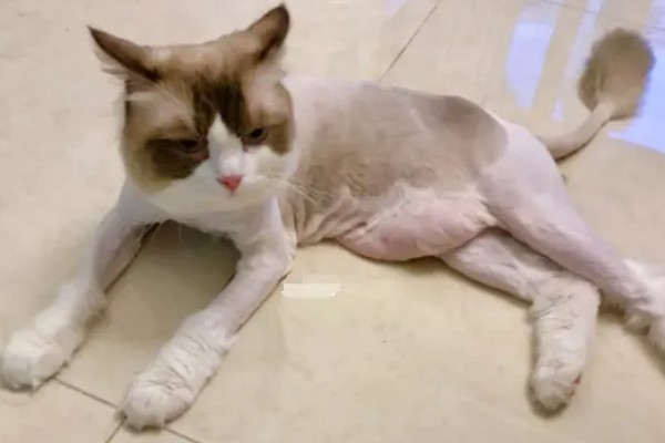 猫咪得了皮肤病要剃毛吗，感染面积不大只需把附近的毛发剪短