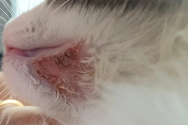 猫咪得了皮肤病要剃毛吗，感染面积不大只需把附近的毛发剪短