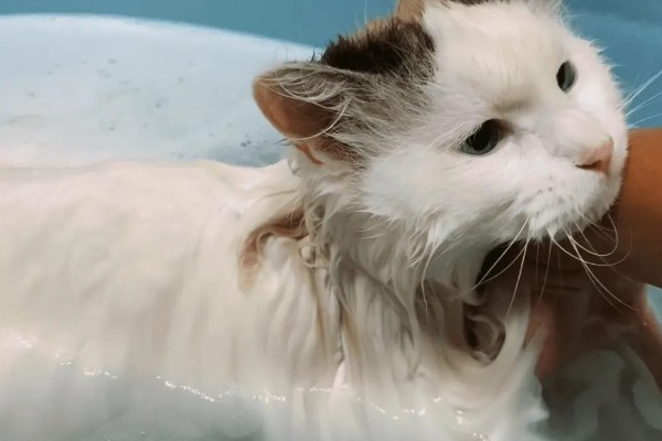猫咪得了皮肤病要剃毛吗，感染面积不大只需把附近的毛发剪短