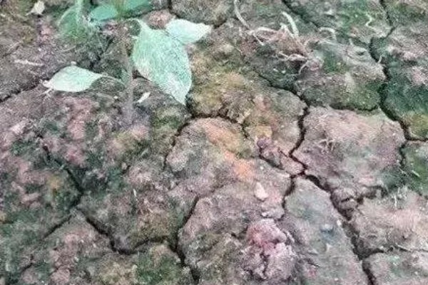 土壤酸化的原因,可能是长期大水漫灌导致的