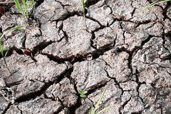 土壤酸化的原因,可能是长期大水漫灌导致的