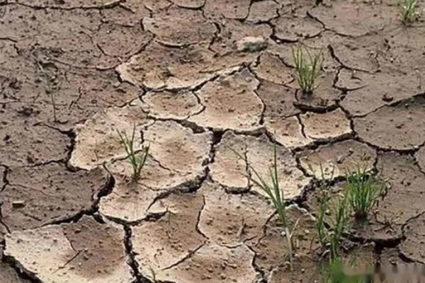 土壤酸化的原因,可能是长期大水漫灌导致的