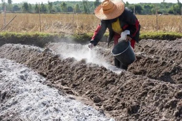 土壤酸化的原因,可能是长期大水漫灌导致的