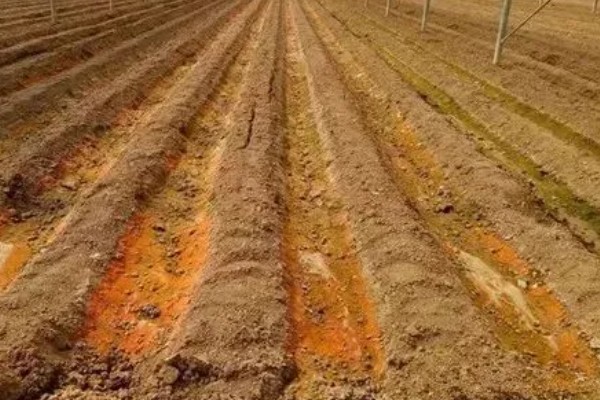 土壤酸化的原因,可能是长期大水漫灌导致的