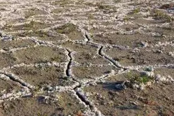 土壤酸化的原因,可能是长期大水漫灌导致的
