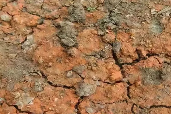 土壤酸化的原因,可能是长期大水漫灌导致的