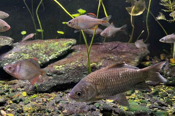 纯养鲫鱼用什么饲料，推荐天然饵料、人工饲料等