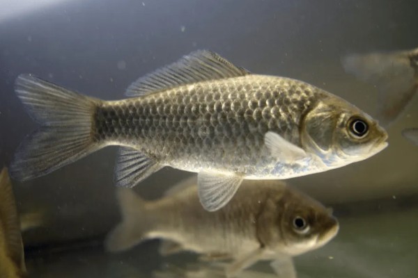 纯养鲫鱼用什么饲料，推荐天然饵料、人工饲料等