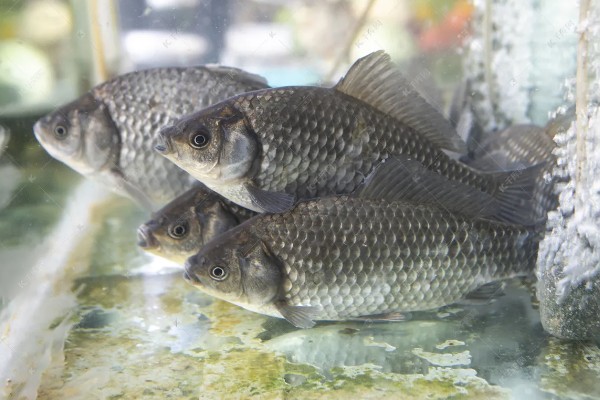 纯养鲫鱼用什么饲料，推荐天然饵料、人工饲料等