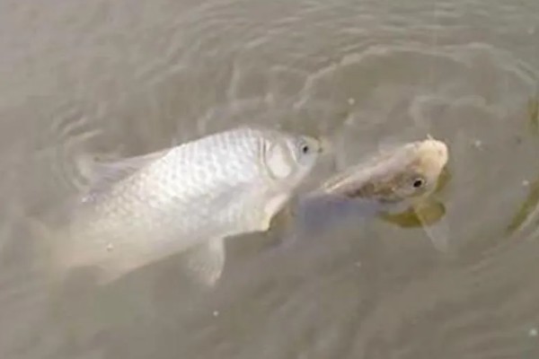 纯养鲫鱼用什么饲料，推荐天然饵料、人工饲料等