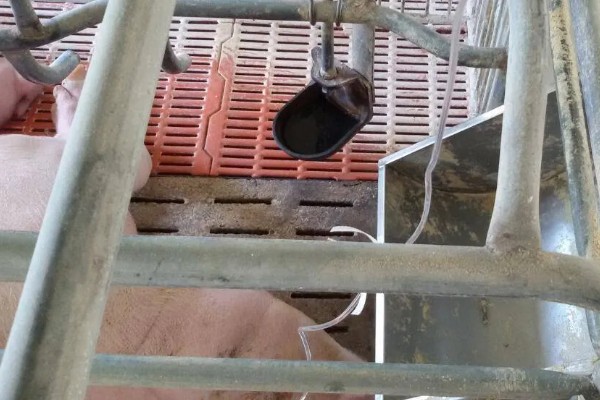 母猪乳房炎症肿块的治疗方法,脓肿成熟后要切开排脓