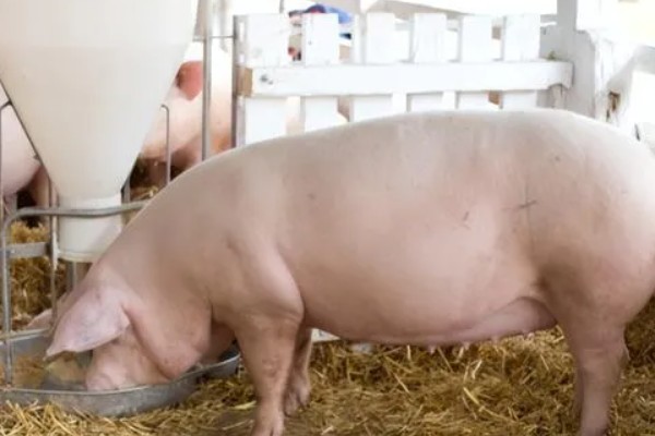 母猪乳房炎症肿块的治疗方法,脓肿成熟后要切开排脓