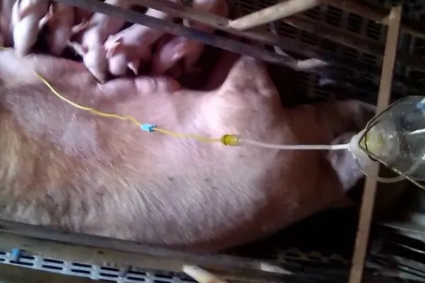 母猪乳房炎症肿块的治疗方法,脓肿成熟后要切开排脓