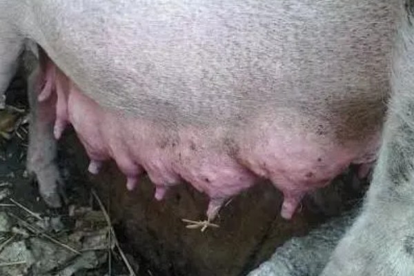 母猪乳房炎症肿块的治疗方法,脓肿成熟后要切开排脓