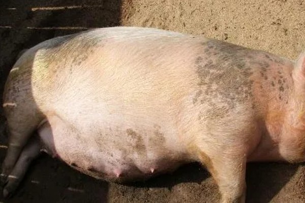 母猪乳房炎症肿块的治疗方法,脓肿成熟后要切开排脓