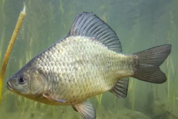 纯养鲫鱼用什么饲料，推荐天然饵料、人工饲料等