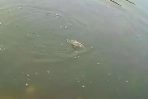 纯养鲫鱼用什么饲料，推荐天然饵料、人工饲料等