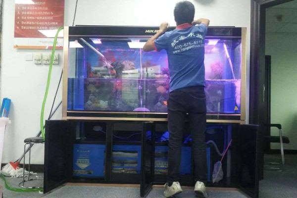 纯养鲫鱼用什么饲料，推荐天然饵料、人工饲料等