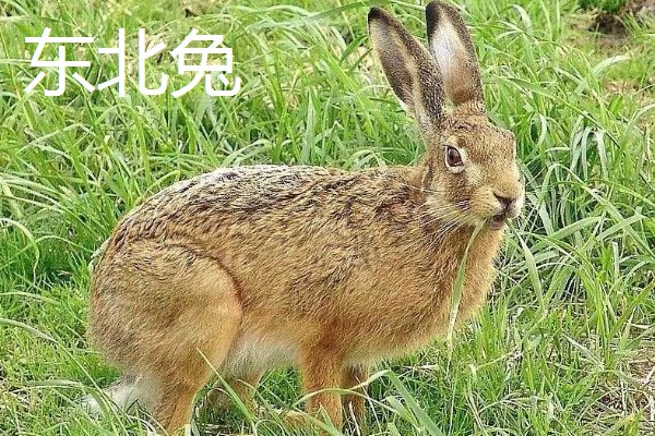 野兔的品种,常见的有东北兔、东北黑兔等