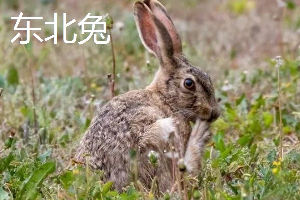 野兔的品种,常见的有东北兔、东北黑兔等