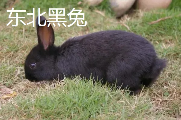 野兔的品种,常见的有东北兔、东北黑兔等